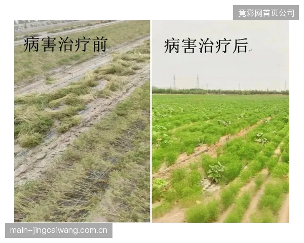 研究表明，将根系温度稳定在60-65°F（约15-18°C）的球场，球员非接触性受伤率降低了15%
